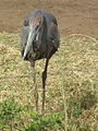 Heron in Tanzania 3276 cropped Nevit.jpg
