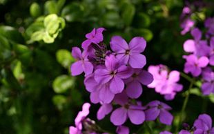 Aftenstjernes (Hesperis matronalis) blomster er typiske for familien.