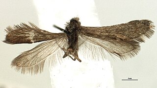 <i>Heterobathmia</i> Sole genus of moth suborder Heterobathmiina