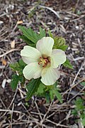 Hibiscus richardsonii