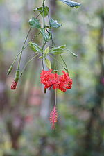 Hibiscus schizopetalus