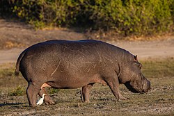 Hipopótamo (Hippopotamus amphibius), parque nacional de Chobe, Botsuana, 2018-07-28, DD 80.jpg