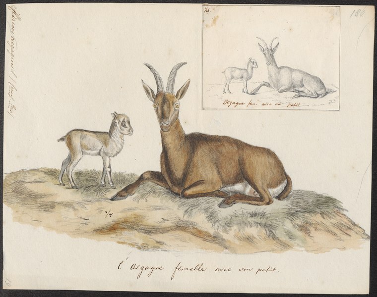 File:Hircus aegagrus - 1700-1880 - Print - Iconographia Zoologica - Special Collections University of Amsterdam - UBA01 IZ21300195.tif