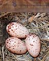 Hirundo rustica gutturalis nest and 3 eggs.JPG