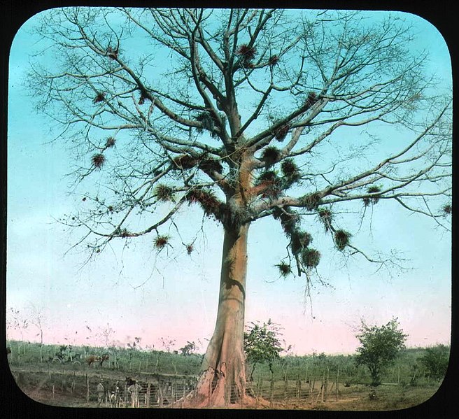 File:Historic silk cotton tree (3795484663).jpg