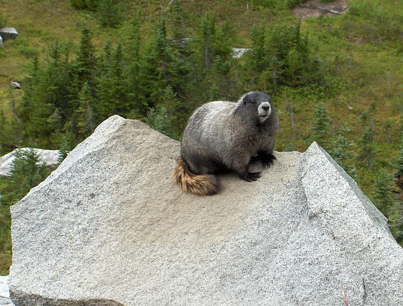 File:Hoarymarmot.JPG