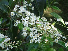 Flowers Hohenheim - Prunus lusitanica.jpg