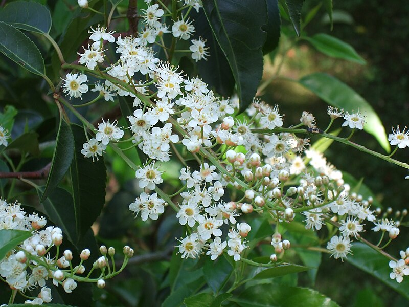 File:Hohenheim - Prunus lusitanica.jpg