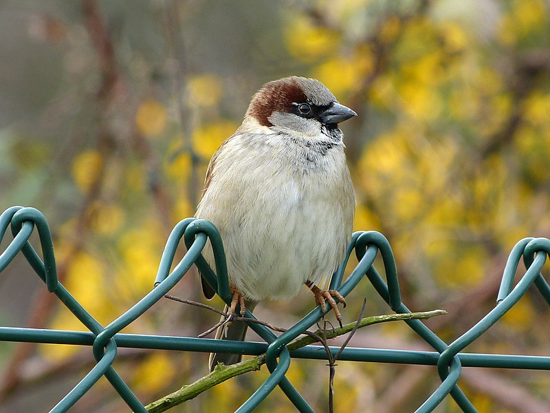 File:House Sparrow (6818475877).jpg