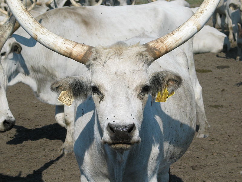 File:Hungarian Grey Cattle5.jpg