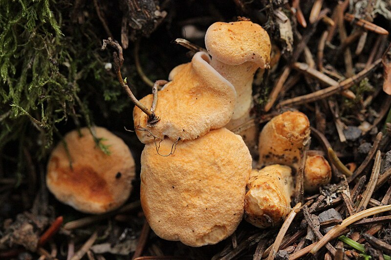 File:Hydnum sp. (43567613485).jpg