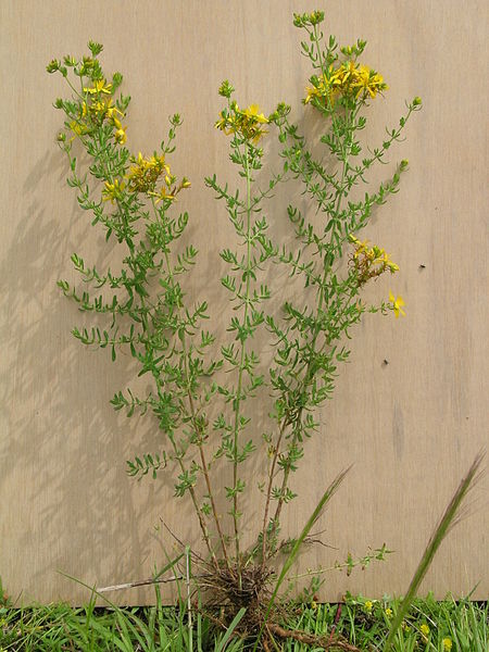 File:Hypericum perforatum plant1 (14632472595).jpg