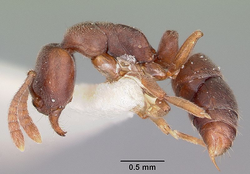 File:Hypoponera opaciceps casent0104663 profile 1.jpg