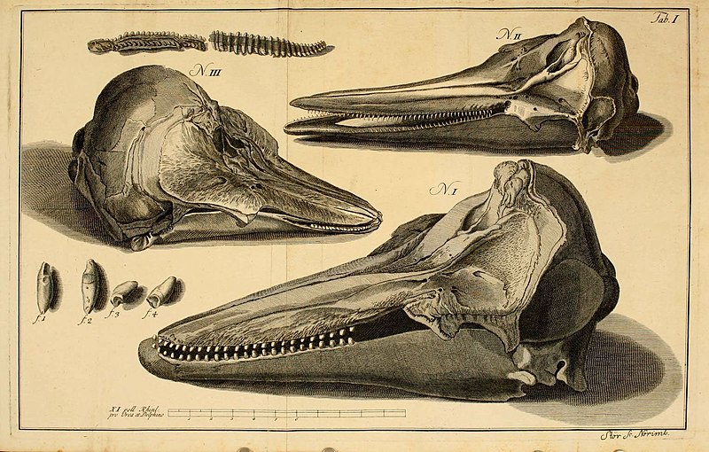 File:Iacobi Theodori Klein Historiæ piscium naturalis (6263772888).jpg