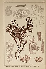 Thumbnail for File:Icones of Japanese algae (Pl. XCI) (6050477362).jpg