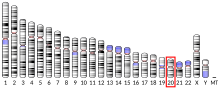 Ideogramm menschliches Chromosom 20.svg