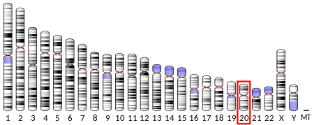 ไฟล์:Ideogram human chromosome 20.svg