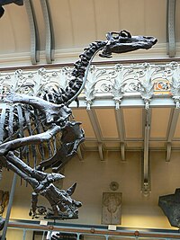 Benbygning af Iguanodon fra Muséum nationalt d'histoire naturelle i Paris.