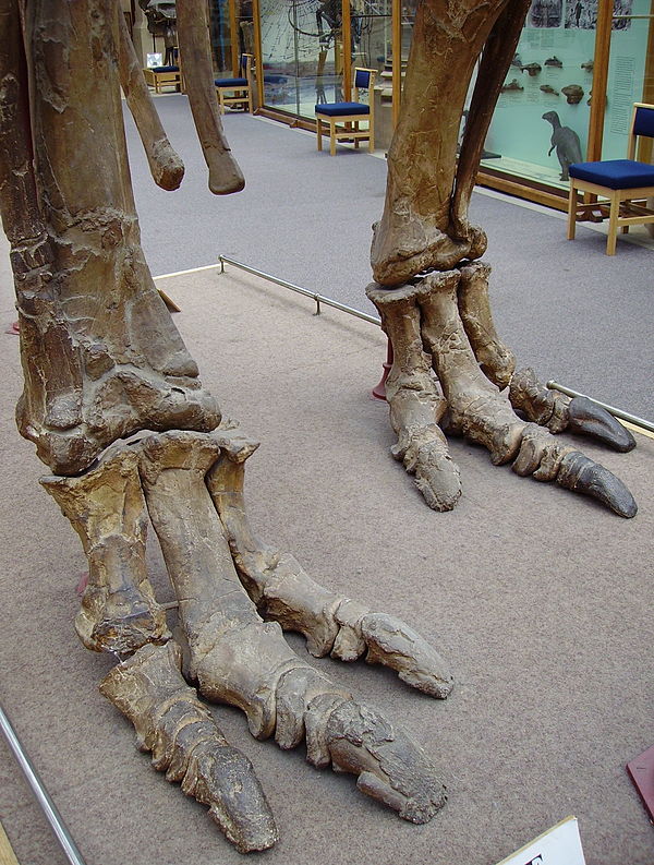 Three-toed feet of Iguanodon