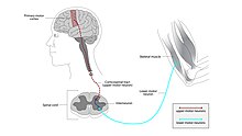 Classic ALS involves neurons in the brain and spinal cord (upper motor neurons, highlighted red), as well as the lower motor neurons, which go from the spinal cord to the muscles, highlighted teal. Illustration of the motor neuron tract descending from primary motor cortex, via spinal cord, to skeletal muscle.jpg