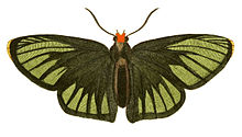 Иллюстрации экзотической энтомологии Hesperia Iphis.jpg 