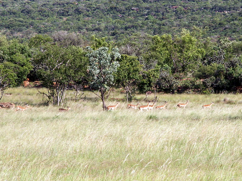 File:Impala Waterberg Reserve.jpg