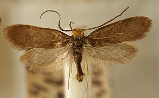 <i>Incurvaria koerneriella</i> Species of moth