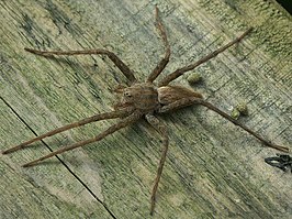 Dolomedes sulfureus