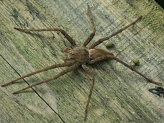 <i>Dolomedes sulfureus</i> Species of spider