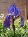 Iris ×germanica old form