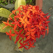 Ixora coccinea- jungle geranium.JPG