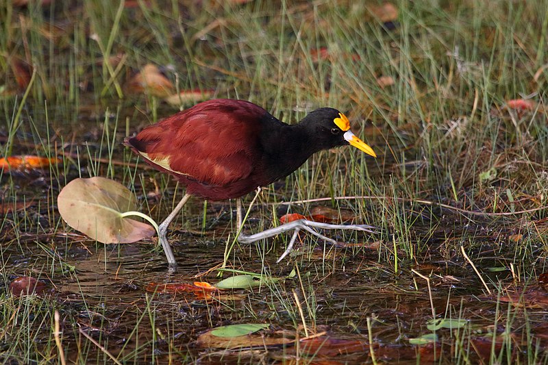 File:Jacana spinosa Crooked Tree 2.JPG