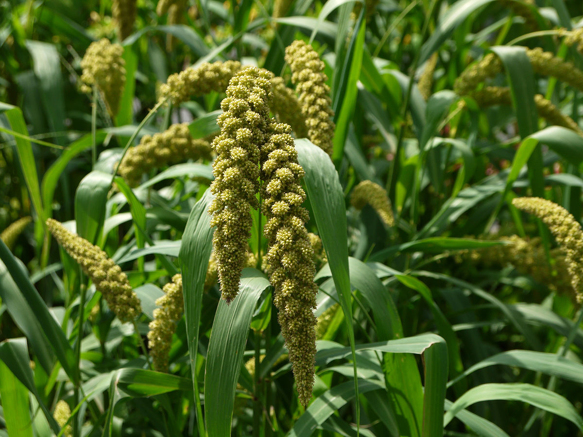 Sétaire d'Italie, Millet des oiseaux, Millet d'Italie, Moha de Hongrie,  Setaria italica : planter, cultiver, multiplier