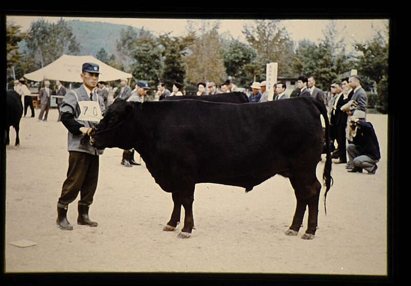 File:Japanese Polled = 世界の牛 無角和種（雄） (35896549093).jpg