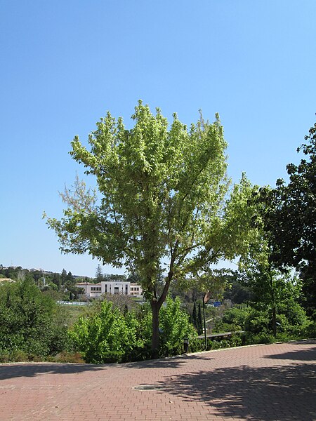 File:Jardín Botánico La Concepción48.jpg