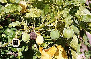 <span class="mw-page-title-main">Jatropha biodiesel in India</span>