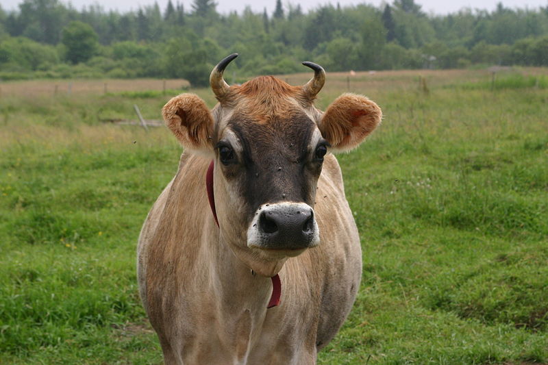 File:Jersey cow, close-up.jpg