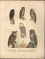 Antonín Frič: Evropské ptactvo (ilustrace, tisk Josef Habel)