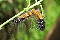 Housenky přástevníka Spilosoma obliqua