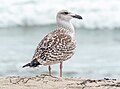 * Nomination Juvenile great black-backed gull in Quogue, New York --Rhododendrites 01:14, 19 August 2023 (UTC) * Promotion  Support Good quality. --Frank Schulenburg 04:34, 19 August 2023 (UTC)