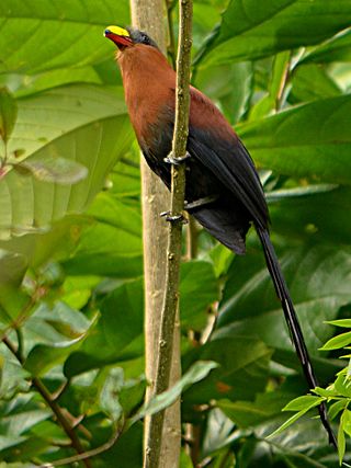 <span class="mw-page-title-main">Yellow-billed malkoha</span> Species of bird