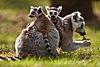 Ring-tailed lemur with babies on board.