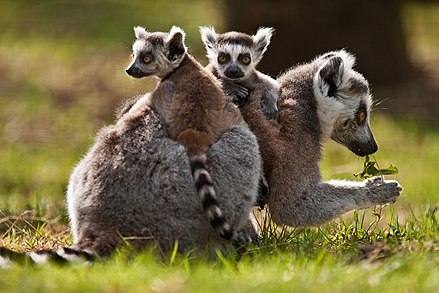 Ring-tailed lemur with babies on board.