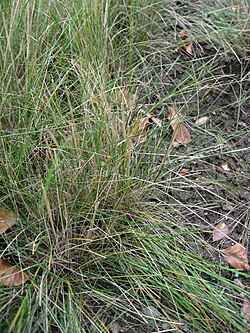 Vlasasto kovilje, Stipa capillata