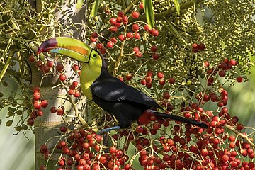 Keel-billed toucan Ramphastos sulfuratus