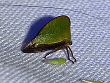 Jatuh pingsan treehopper (Antianthe expansa) (14162043457).jpg