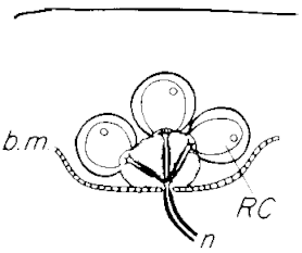 A knollenorgan, a tuberous electroreceptor of weakly electric fish. RC=receptor cell; b.m.=basal membrane; n=nerve.