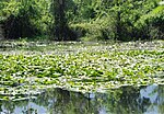 white water lily beds