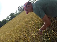 Rice maturing in the paddy in rural Maha Sarakham province.