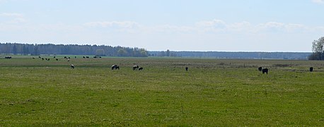 Karvių ganykla Krukliuose